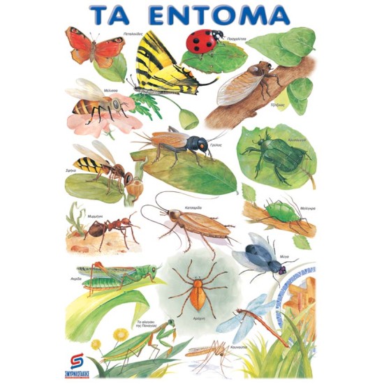 ΤΑ ΕΝΤΟΜΑ